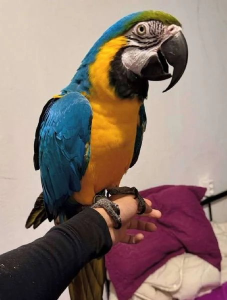 Pappagallo Ara Blu e Oro in Vendita