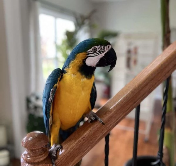 Pappagallo Ara Ararauna (Blu e Oro) allevato a mano, molto dolce e addestrato