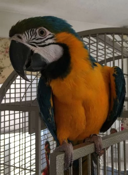 Pappagallo Ara Blu e Oro Femmina Addomesticata e Giocherellona