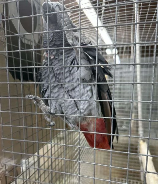 Pappagalli cenerini del Timneh | Foto 0