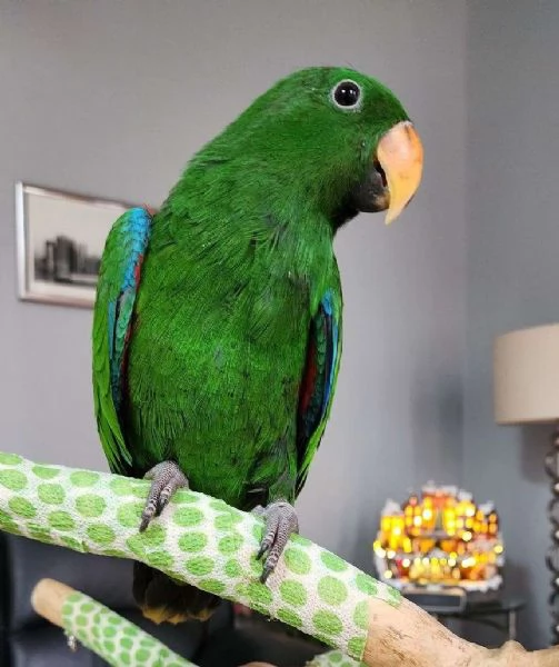 Pappagallo Eclectus Maschio