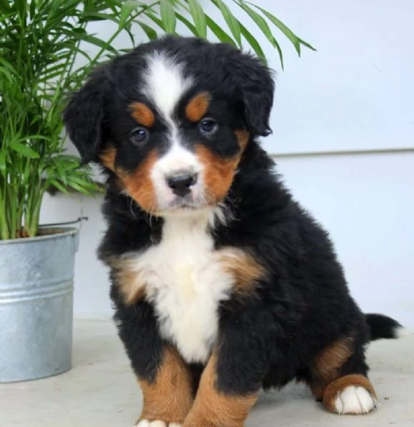 Cuccioli di Bovaro del Bernese in Vendita
