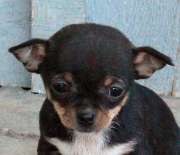 Cuccioli di Chihuahua in Vendita