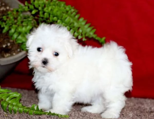 Cuccioli di Maltese in Vendita