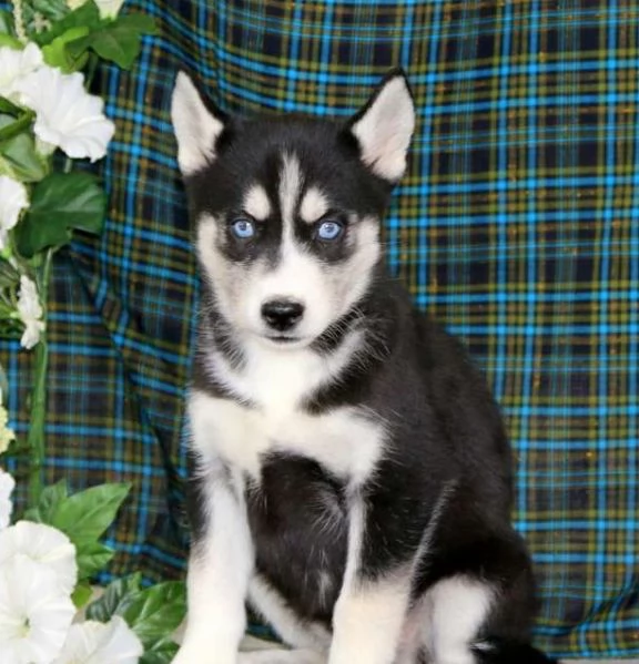 Cuccioli di Siberian Husky in Vendita