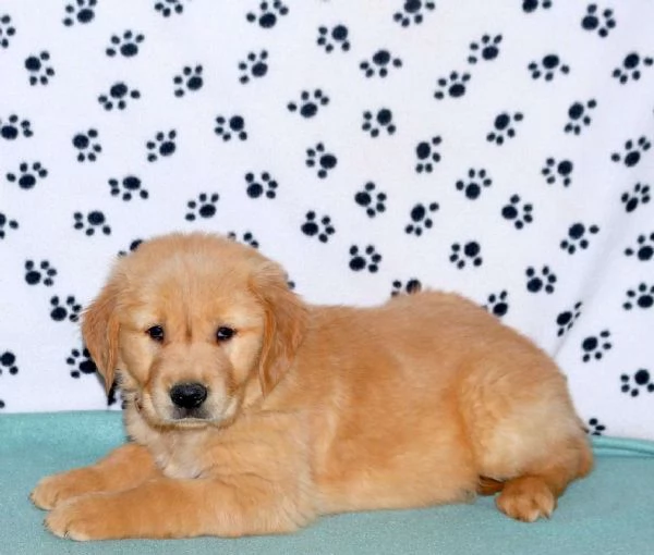 Cuccioli di Golden Retriever in Vendita