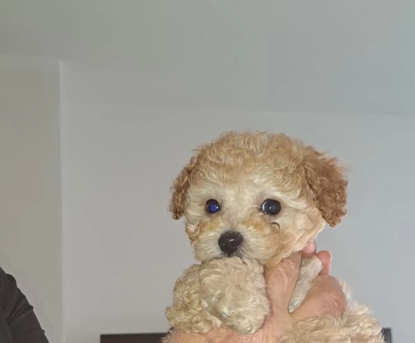 Barboncini toy  | Foto 1