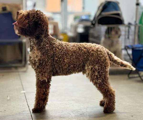 Lagotto Romagnolo | Foto 2