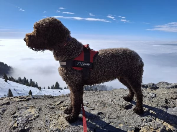 Lagotto Romagnolo | Foto 1