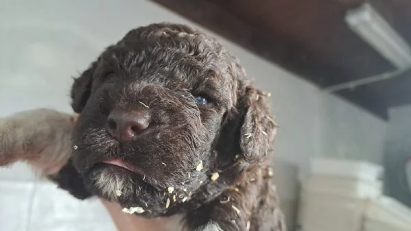 Lagotto Romagnolo | Foto 0