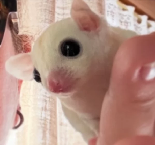 Petauro dello zucchero Leucistic | Foto 0