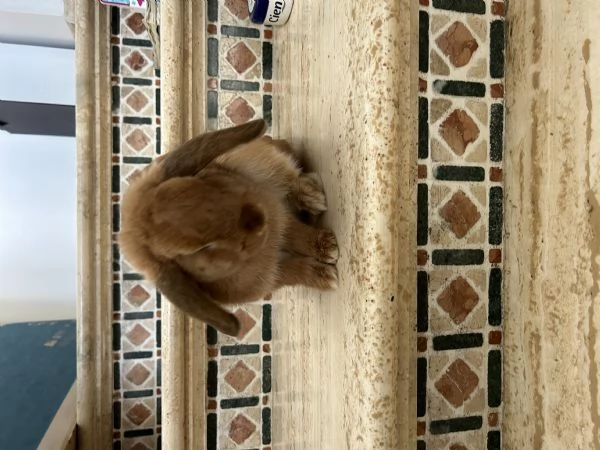 Coniglio ariete nano