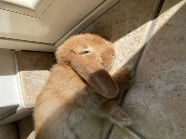 Coniglio ariete nano | Foto 3