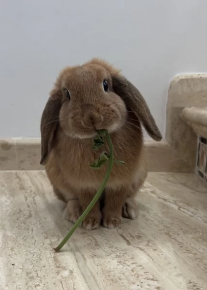 Coniglio ariete nano | Foto 2