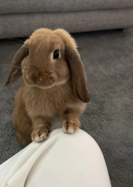 Coniglio ariete nano | Foto 1