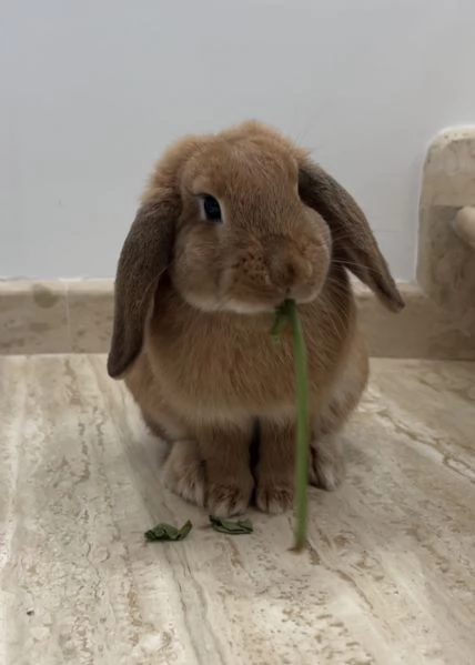 Coniglio ariete nano | Foto 0