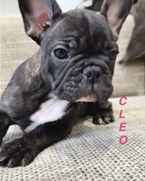 Cuccioli di Bulldog Francese disponibili – Dolcissime femminucce cercano casa!