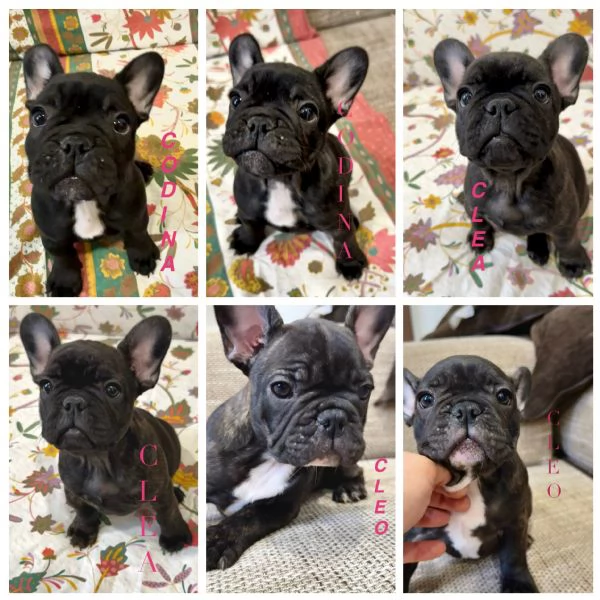 Cuccioli di Bulldog Francese disponibili – Dolcissime femminucce cercano casa! | Foto 6