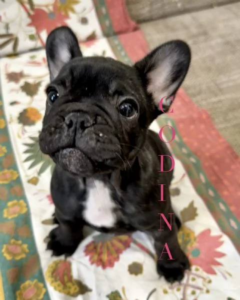 Cuccioli di Bulldog Francese disponibili – Dolcissime femminucce cercano casa! | Foto 5