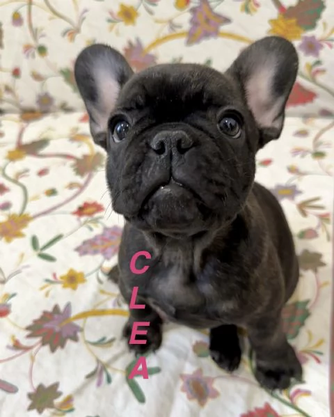 Cuccioli di Bulldog Francese disponibili – Dolcissime femminucce cercano casa! | Foto 4