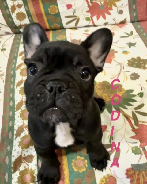 Cuccioli di Bulldog Francese disponibili – Dolcissime femminucce cercano casa! | Foto 3