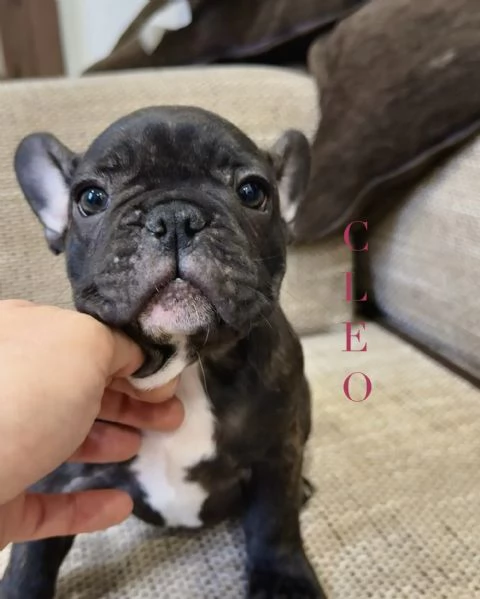Cuccioli di Bulldog Francese disponibili – Dolcissime femminucce cercano casa! | Foto 2