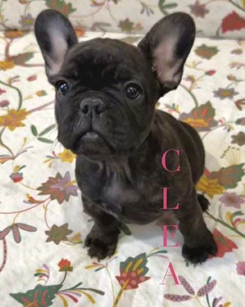 Cuccioli di Bulldog Francese disponibili – Dolcissime femminucce cercano casa! | Foto 1