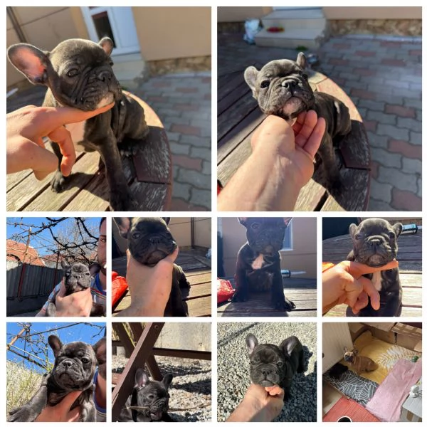 Cuccioli di Bulldog Francese disponibili – Dolcissime femminucce cercano casa! | Foto 0