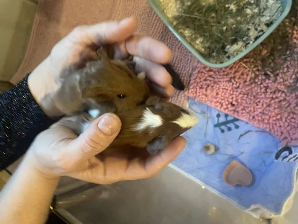 Cedo cavie cuccioli | Foto 1