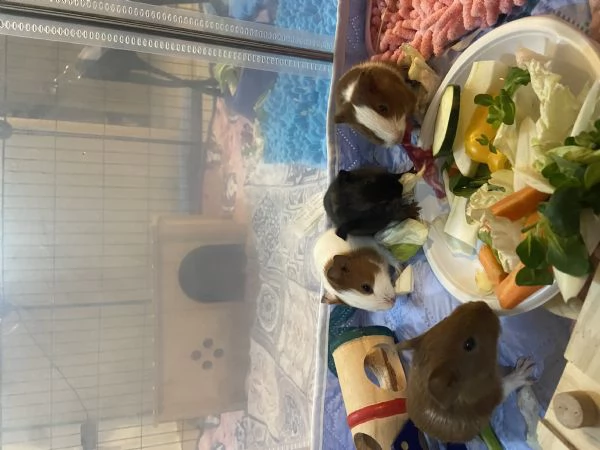 Cedo cavie cuccioli | Foto 0