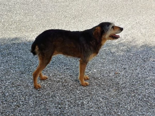 Regalo femmina di segugio 