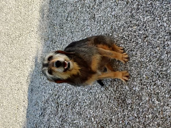 Regalo femmina di segugio  | Foto 2