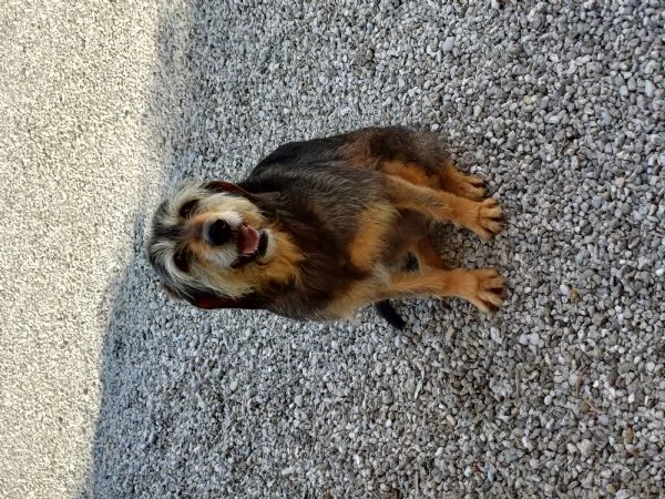 Regalo femmina di segugio  | Foto 1