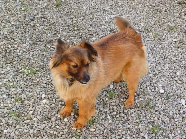 Regalo femmina di meticcio 