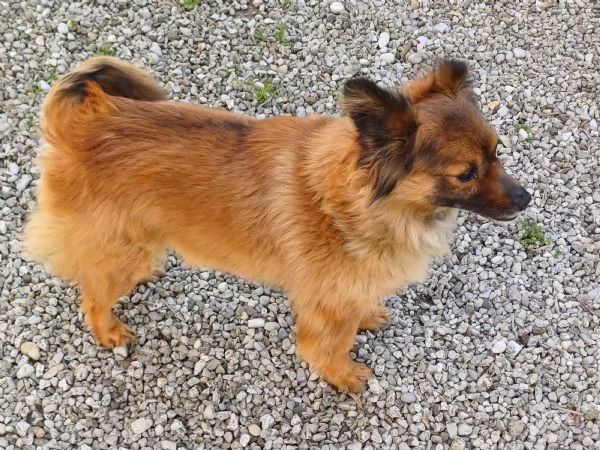 Regalo femmina di meticcio  | Foto 0