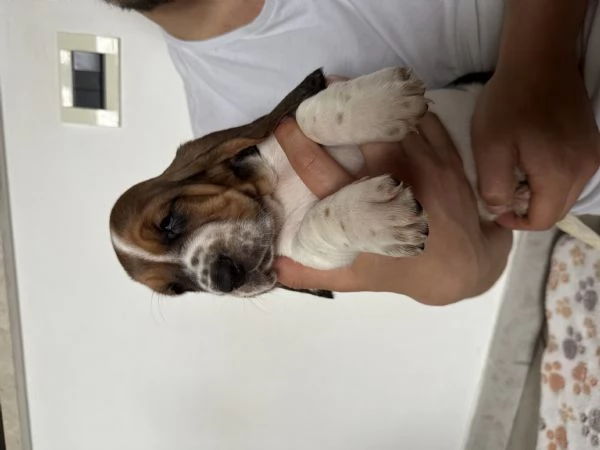 Cuccioli Bassethound  | Foto 6