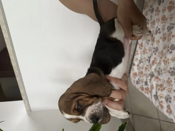 Cuccioli Bassethound  | Foto 5