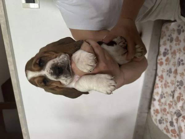 Cuccioli Bassethound  | Foto 4