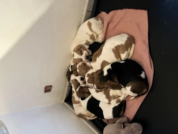 Cuccioli Bassethound 