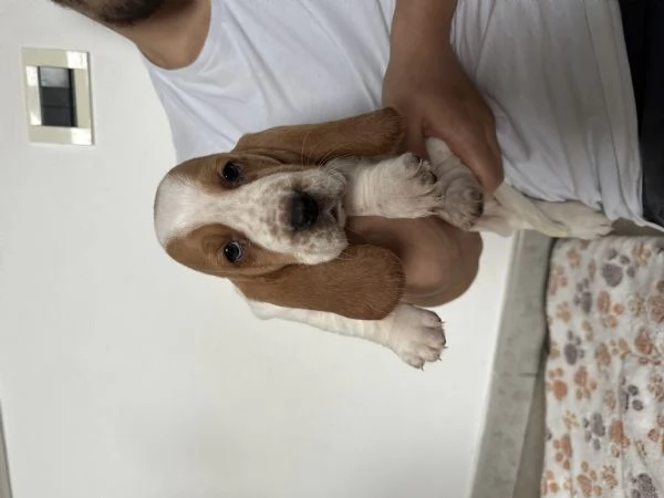 Cuccioli Bassethound  | Foto 3