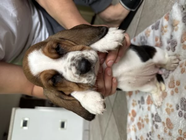 Cuccioli Bassethound  | Foto 2