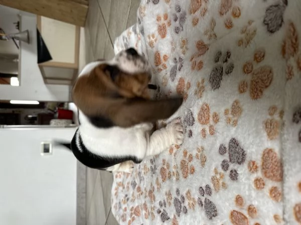 Cuccioli Bassethound  | Foto 1