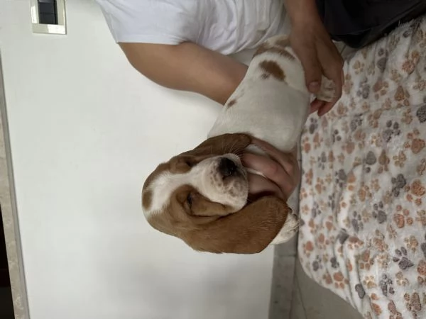 Cuccioli Bassethound  | Foto 0
