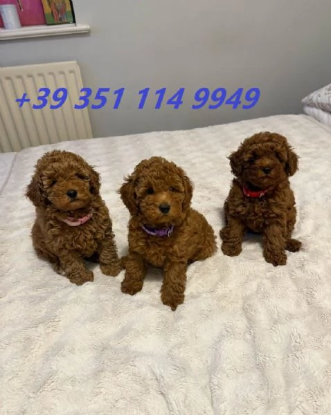 Cuccioli di barboncino maschi e femmine