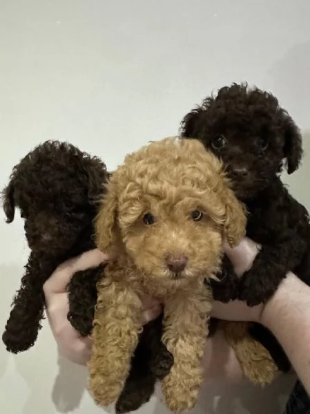 Cuccioli di barboncino maschi e femmine | Foto 3