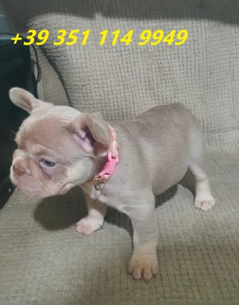 regalo cuccioli di bulldog francese maschi e femmine | Foto 2