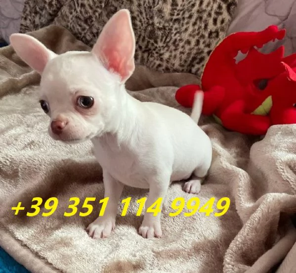 regalo cuccioli di Chihuahua maschi e femmine | Foto 1