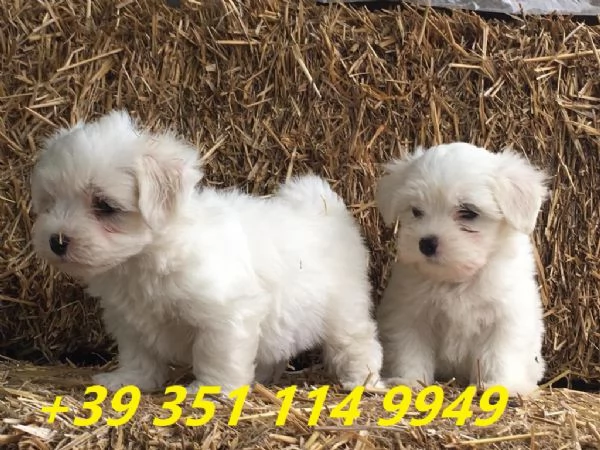 regalo cuccioli di maltese maschi e femmine