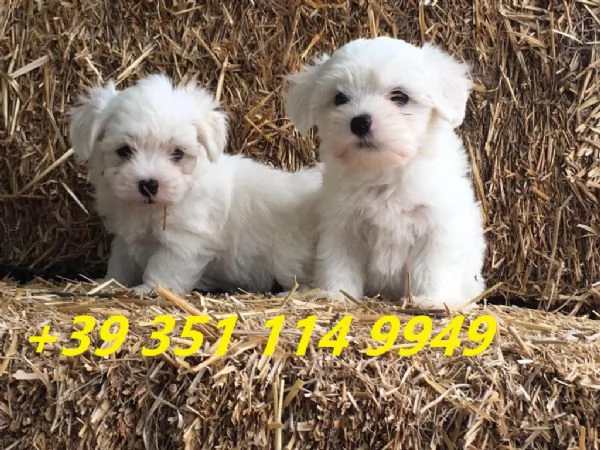 regalo cuccioli di maltese maschi e femmine | Foto 1