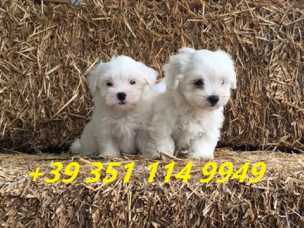 regalo cuccioli di maltese maschi e femmine | Foto 0